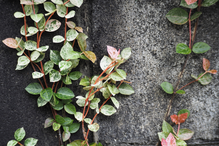 Mnoge biljke penjačice imaju lepe cvetove i listove koji će pomoći da se prikrije ružan izgled zida